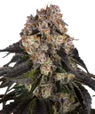 Girl Scout Cookies | PHOTOFEM | Barneys Farm - Freigestellt 2026-08-13