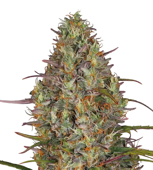 Glue Gelato Auto | AUTOFEM | Barneys Farm - Freigestellt 2026-08-13