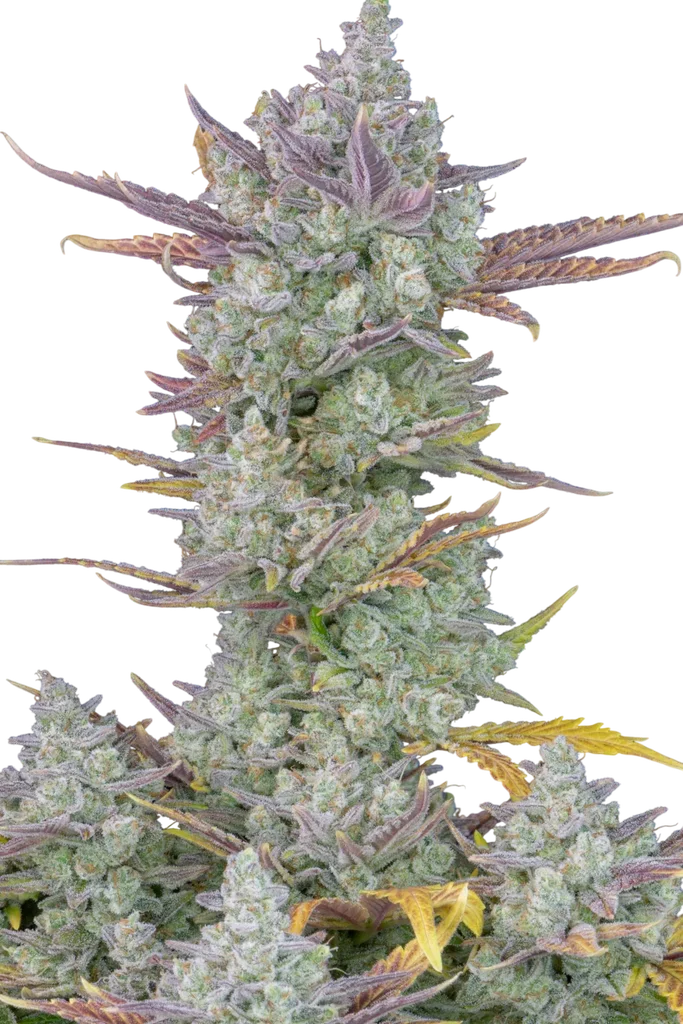 Gorilla Cookies Auto | AUTOFEM | Fast Buds - Freigestellt 2026-08-13