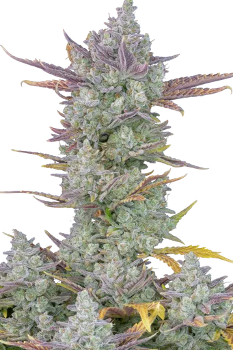 Gorilla Cookies Auto | AUTOFEM | Fast Buds - Freigestellt 2026-08-13