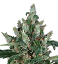 Laughing Buddha | PHOTOFEM | Barneys Farm - Freigestellt 2026-08-13
