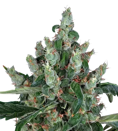 Laughing Buddha | PHOTOFEM | Barneys Farm - Freigestellt 2026-08-13