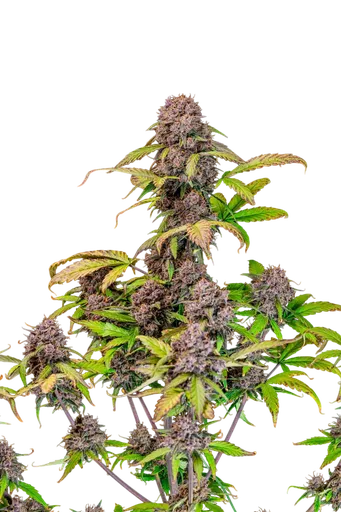 Lemon Cherry Cookies Auto | AUTOFEM | Fast Buds - Freigestellt 2026-08-13