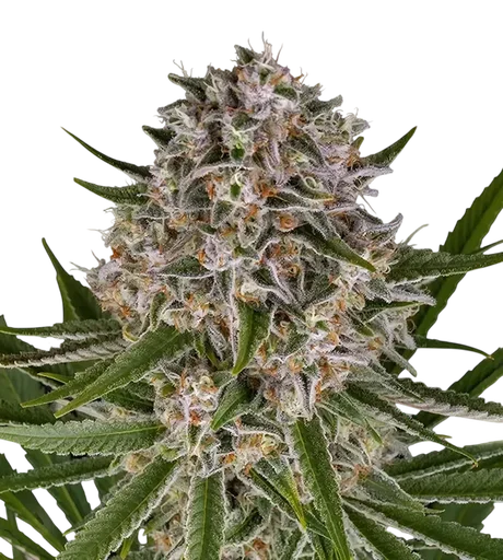 Lemon Haze Auto | AUTOFEM | Barneys Farm - Freigestellt 2026-08-13