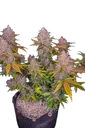 LSD-25 Auto | AUTOFEM | Fast Buds - Freigestellt 2026-08-13