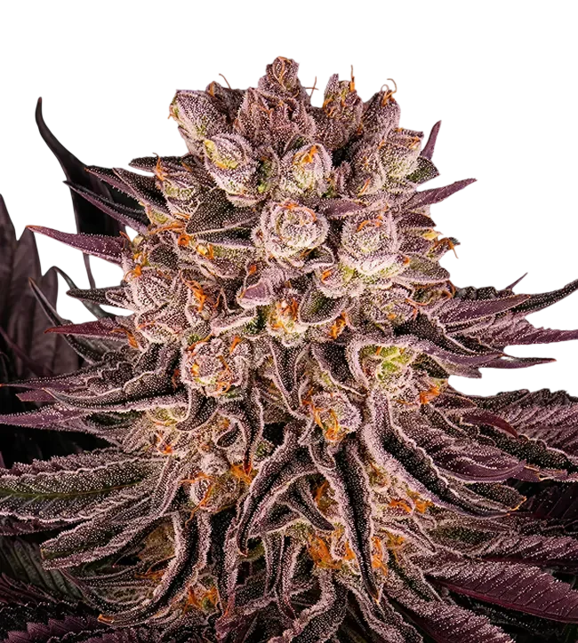 Mimosa x Orange Punch | PHOTOFEM | Barneys Farm - Freigestellt 2026-08-13
