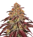 Mimosa x Orange Punch Auto | AUTOFEM | Barneys Farm - Freigestellt 2026-08-13