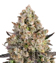 OG Kush | PHOTOFEM | Barneys Farm - Freigestellt 2026-08-13
