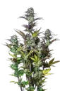 Original Blueberry Auto | AUTOFEM | Fast Buds - Freigestellt 2026-08-13