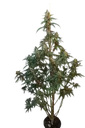 Original Cheese Auto | AUTOFEM | Fast Buds - Freigestellt 2026-08-13