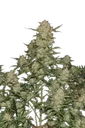 Original OG Kush Auto | AUTOFEM | Fast Buds - Freigestellt 2026-08-13