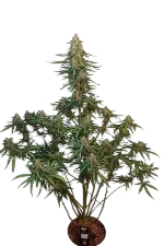 Original Sour Diesel Auto | AUTOFEM | Fast Buds - Freigestellt 2026-08-13