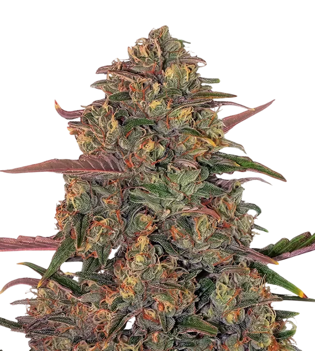 Pineapple Chunk | PHOTOFEM | Barneys Farm - Freigestellt 2026-08-13