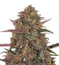 Pineapple Chunk | PHOTOFEM | Barneys Farm - Freigestellt 2026-08-13
