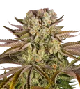 Pineapple Express | PHOTOFEM | Barneys Farm - Freigestellt 2026-08-13