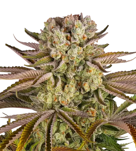 Pineapple Express | PHOTOFEM | Barneys Farm - Freigestellt 2026-08-13