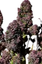 Purple Haze Auto | AUTOFEM | Fast Buds - Freigestellt 2026-08-13