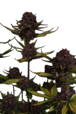 Purple Lemonade Auto | AUTOFEM | Fast Buds - Freigestellt 2026-08-13
