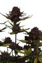 Purple Lemonade Auto | AUTOFEM | Fast Buds - Freigestellt 2026-08-13