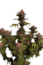 Purple Lemonade FAST | PHOTOFEM | Fast Buds - Freigestellt 2026-08-13