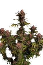 Purple Lemonade FAST | PHOTOFEM | Fast Buds - Freigestellt 2026-08-13