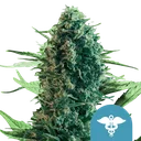 Royal Medic CBD | PHOTOFEM | Royal Queen Seeds - Freigestellt 2026-08-13