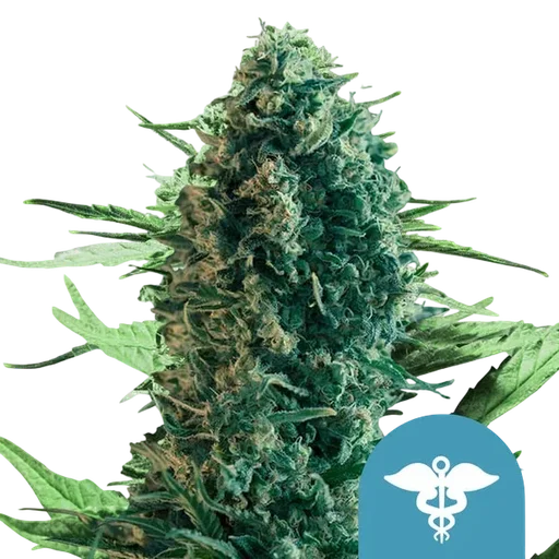 Royal Medic CBD | PHOTOFEM | Royal Queen Seeds - Freigestellt 2026-08-13
