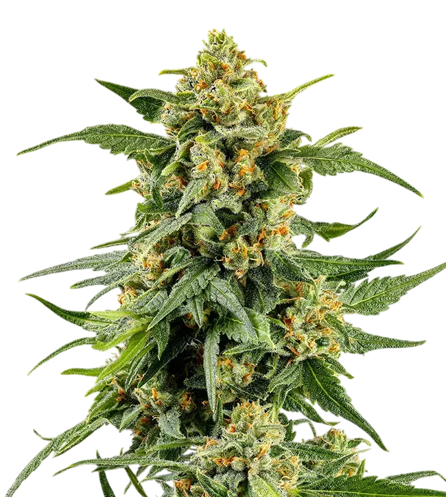 Skunk #1 | PHOTOFEM | Barneys Farm - Freigestellt 2026-08-13