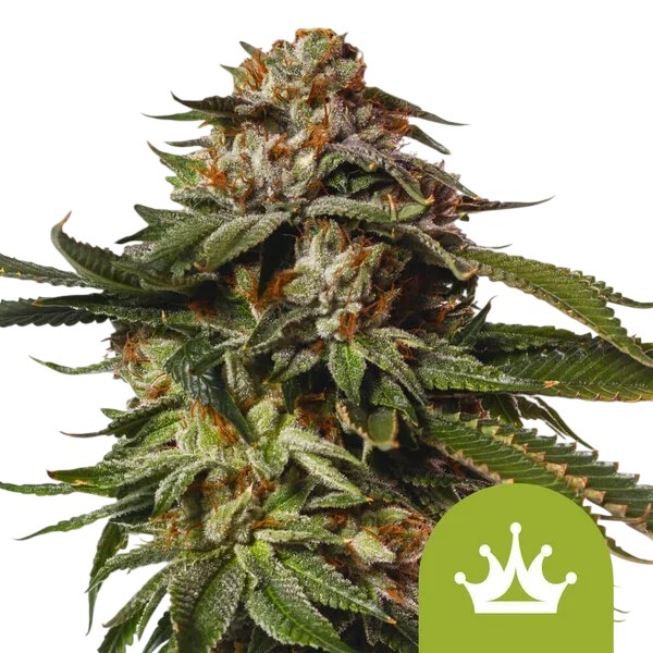 Special Queen #1 Auto | AUTOFEM | Royal Queen Seeds - Freigestellt 2026-08-13