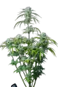 Strawberry Banana Auto | AUTOFEM | Fast Buds - Freigestellt 2026-08-13