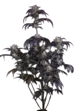 Strawberry Gorilla Auto | AUTOFEM | Fast Buds - Freigestellt 2026-08-13