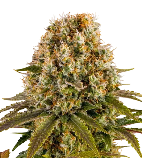 Strawberry Lemonade | PHOTOFEM | Barneys Farm - Freigestellt 2026-08-13