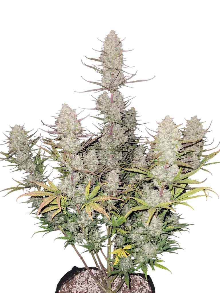 Tropicana Cookies Auto – Galerieansicht