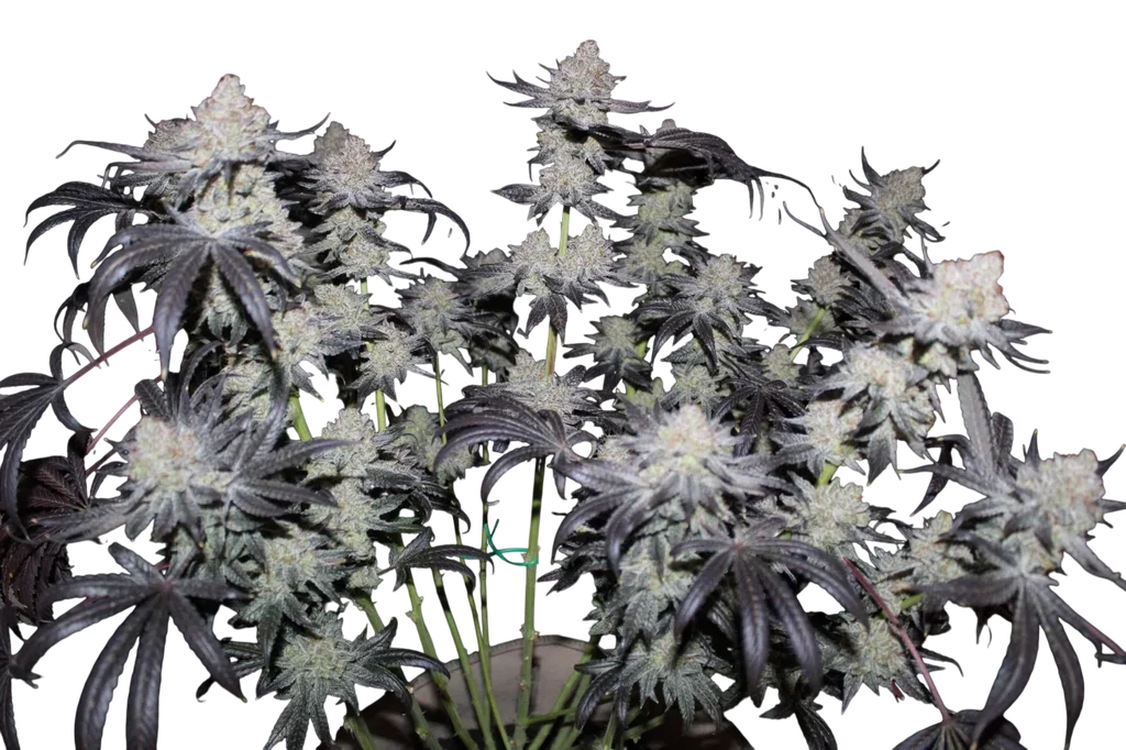 Tropicana Cookies FAST – Galerieansicht