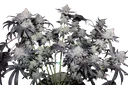 Tropicana Cookies FAST | PHOTOFEM | Fast Buds - Freigestellt 2026-08-13