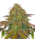 Wedding Cake | PHOTOFEM | Barneys Farm - Freigestellt 2026-08-13