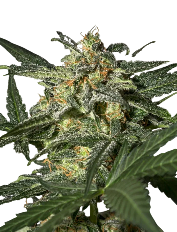 White Widow Auto – Galerieansicht