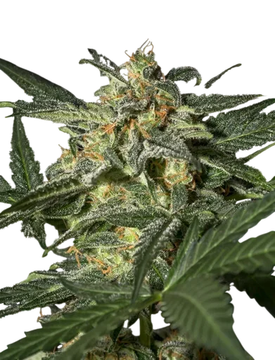 White Widow Auto | AUTOFEM | Greenhouse Seed Co. - Freigestellt 2026-08-13