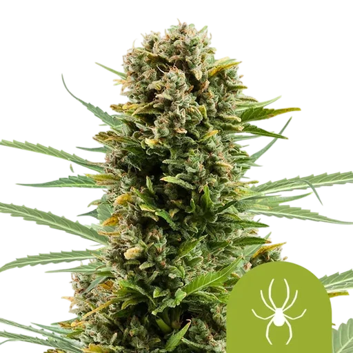 White Widow Auto | AUTOFEM | Royal Queen Seeds - Freigestellt 2026-08-13