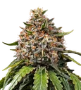 White Widow XXL | PHOTOFEM | Barneys Farm - Freigestellt 2026-08-13