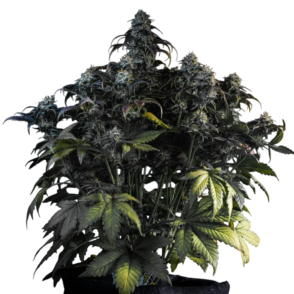 Mephistos Wedding Auto | AUTOFEM | Mephisto Genetics - Freigestellt 2026-09-14