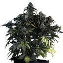 Mephistos Wedding Auto | AUTOFEM | Mephisto Genetics - Freigestellt 2026-09-14
