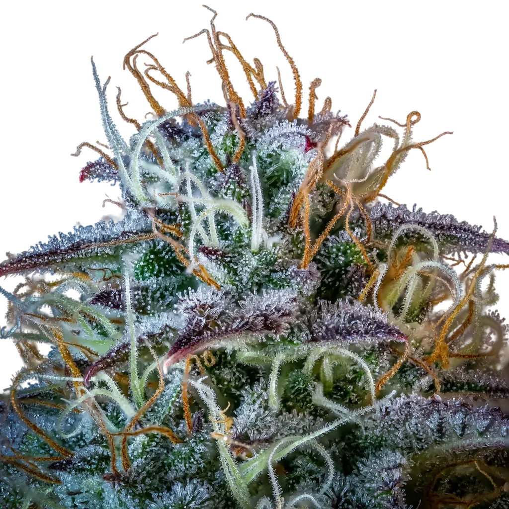 Mephistos Wedding Auto | AUTOFEM | Mephisto Genetics - Freigestellt 2026-09-14
