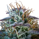 Mephistos Wedding Auto | AUTOFEM | Mephisto Genetics - Freigestellt 2026-09-14