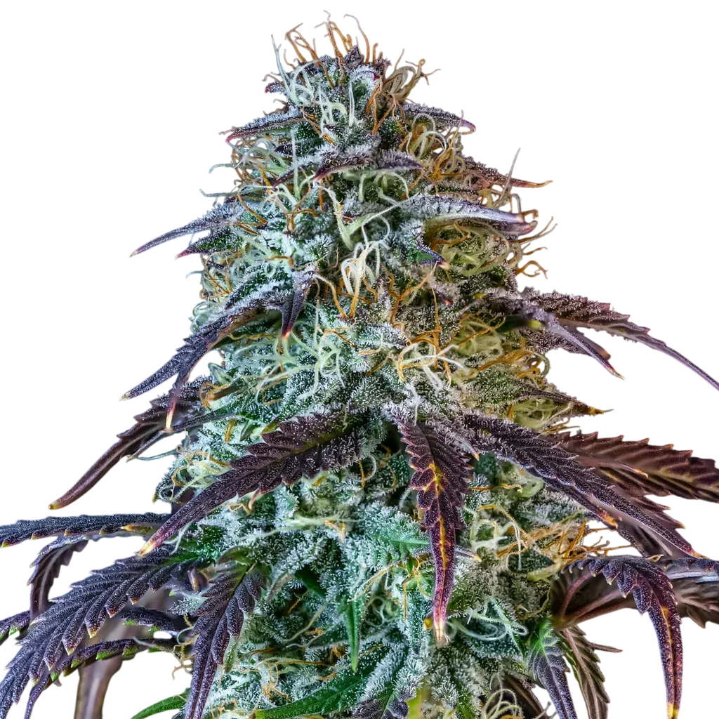 Mephistos Wedding Auto | AUTOFEM | Mephisto Genetics - Freigestellt 2026-09-14