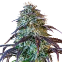Mephistos Wedding Auto | AUTOFEM | Mephisto Genetics - Freigestellt 2026-09-14