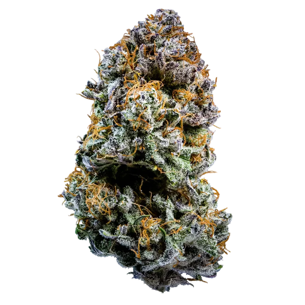 Mephistos Wedding Auto | AUTOFEM | Mephisto Genetics - Freigestellt 2026-09-14
