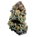 Mephistos Wedding Auto | AUTOFEM | Mephisto Genetics - Freigestellt 2026-09-14