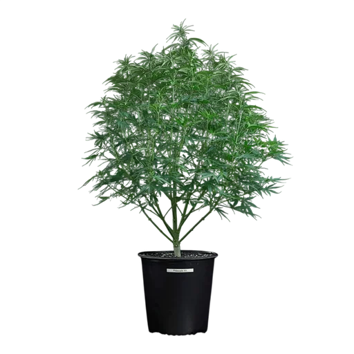 Cinderella Pineapple | PHOTOFEM | Brothers Grimm Seeds - Freigestellt 2026-10-06