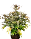 Apple Strudel Auto | AUTOFEM | Fast Buds - Freigestellt 2026-10-08